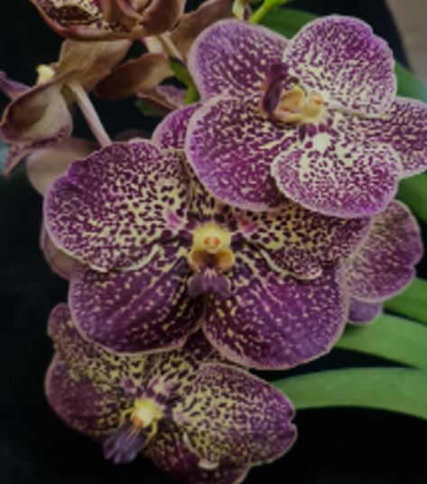 Orchid Seedling 50mm Pot size - Vanda Gordon Dillion