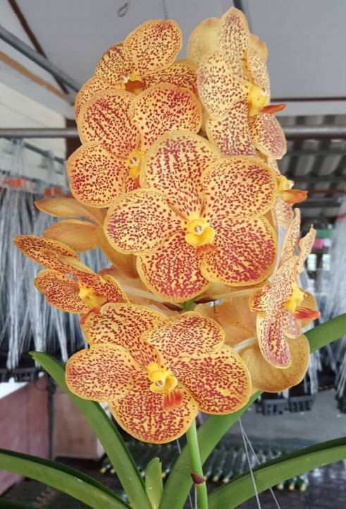 Orchid Seedling 50mm Pot size - Vanda Parnemprai x Suksamran Spot
