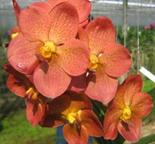 Load image into Gallery viewer, Orchid Seedling 50mm Pot size - Vanda Predo Bonetti &#39;Jairak&#39;
