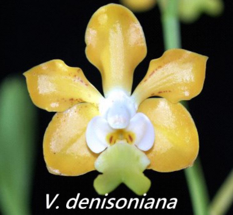 Flask - Vanda denisoniana - Species