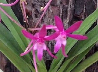 Flask - Vanda falcata 'red jewel'