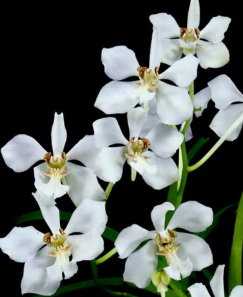 Flask - Vanda coerulescens 'Pink' x barnesii