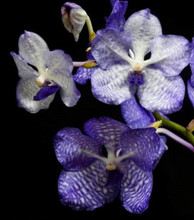 Load image into Gallery viewer, Flask - Aerides rosea x Vanda coerulea
