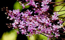 Load image into Gallery viewer, Flask - Vanda coerulescens &#39;pink&#39; - Species
