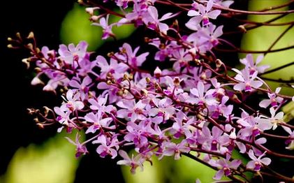 Flask - Vanda coerulescens 'pink' - Species