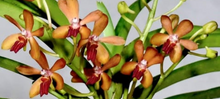 Load image into Gallery viewer, Flask - Vanda Rumrill (cristata x curvifolia)
