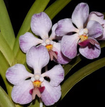 Load image into Gallery viewer, Flask - Vanda foetida x cristata
