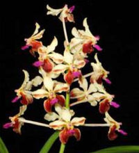 Load image into Gallery viewer, Flask - Vanda lamellata 'Hsinying' x self  - Species

