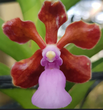 Load image into Gallery viewer, Flask - Vanda Holcoglossum sublifolium x Vanda limbata
