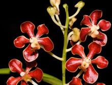 Load image into Gallery viewer, Flask - Vanda mariae x barnesii
