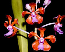 Load image into Gallery viewer, Orchid Seedling 50mm Pot size - Vanda perplexa x lilacina
