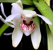 Load image into Gallery viewer, Flask - Renanthera vietnamensis x Vanda pumila
