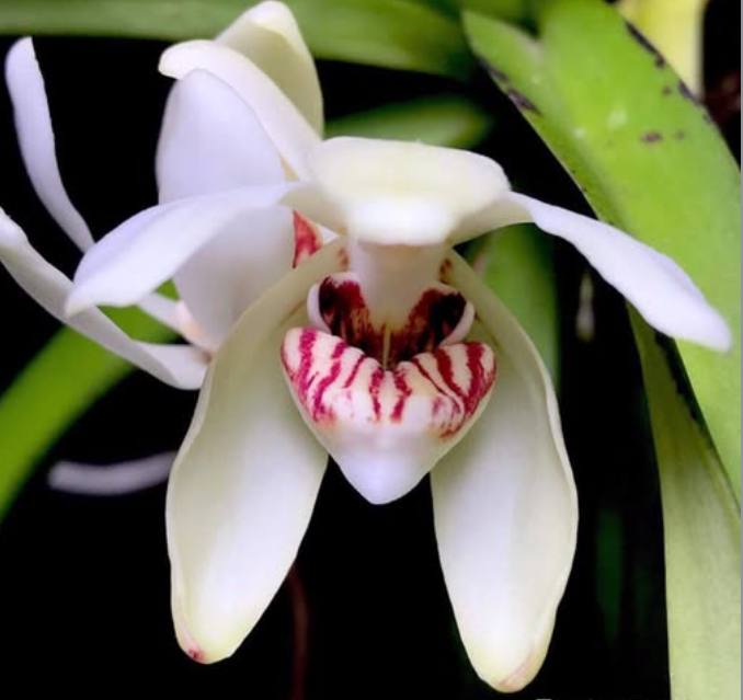 Flask - Vanda pumila - Species