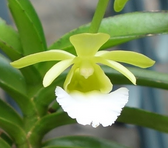 Load image into Gallery viewer, Flask - Vanda vietnamica - Species
