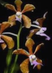 Flask - Vanda bensonii - Species