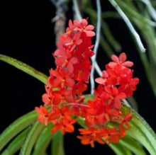 Load image into Gallery viewer, Flask - Vanda curvifolium - Species
