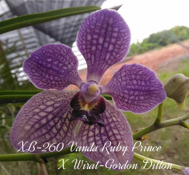 Orchid Seedling 50mm Pot size - Vanda Ruby Prince x Wirat Gordon Dillion