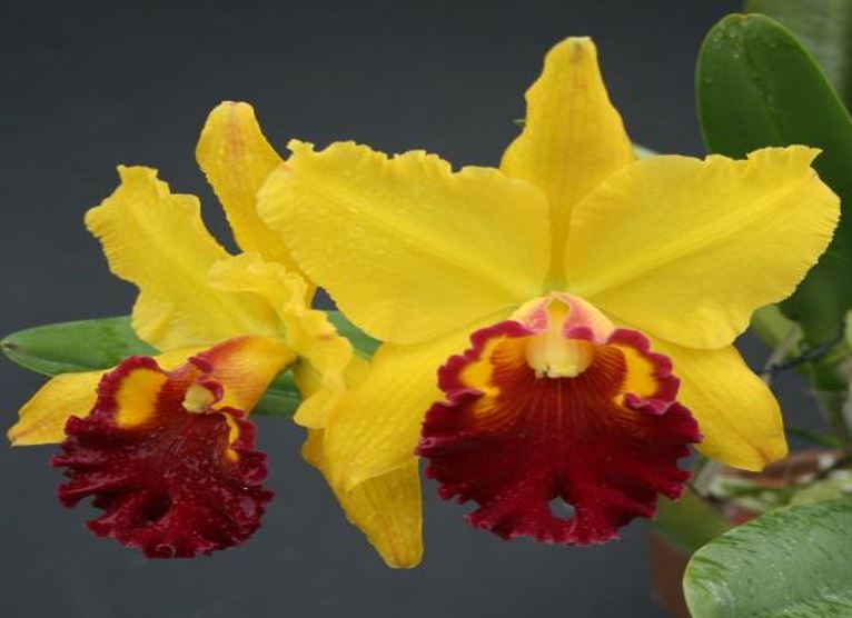 Orchid Seedling  50mm Pot Size - Cattleya Lawless Romeo Juliet