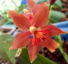 Load image into Gallery viewer, Orchid 50mm Pot Size - Oncidium Red Bull
