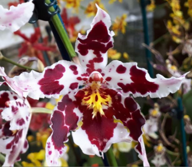 Orchid 50mm Pot Size - Oncidium Tropical Stripe