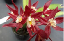 Load image into Gallery viewer, Orchid 50mm Pot Size - Oncidium Woon Leng's Red Gem 'Chian Tzy Heart'
