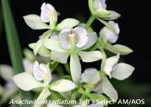 Load image into Gallery viewer, Flask - Anacheilium (E) radiatum 'Jeff's Select' - Species
