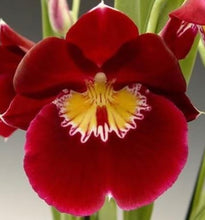Load image into Gallery viewer, Flask - Oncidium Miltoniopsis Bert Field 'Eileen' (Pansy Orchid)
