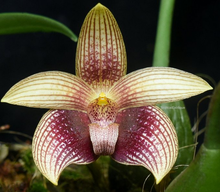Load image into Gallery viewer, Orchid Seedling 50mm Pot Size - Bulbophyllum facetum species
