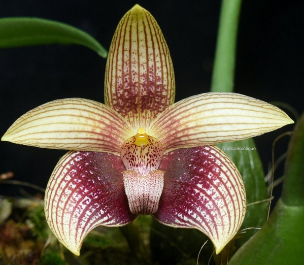 Flask - Bulbophyllum facetum - Species