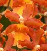 Load image into Gallery viewer, Orchid 50mm Pot Size - Oncidium Odontocidium Catatante &#39;Orange Kiss&#39;
