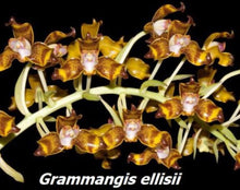 Load image into Gallery viewer, Flask - Grammangis ellisii - Species
