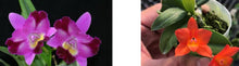 Load image into Gallery viewer, Flask - Cattleya Hsinying Little Mary x C cernua
