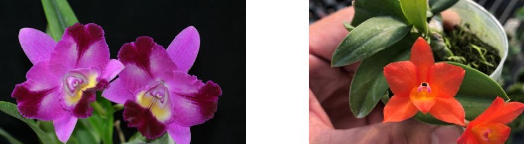 Flask - Cattleya Hsinying Little Mary x C cernua