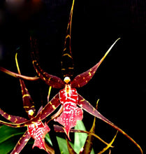 Load image into Gallery viewer, Orchid Seedling 50mm Pot size - Oncidium Degarmoara Pinot Princess 'Nite Naulage'
