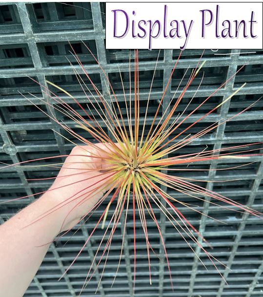 Air Plant - Tillandsia No14