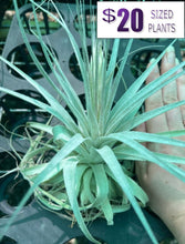 Load image into Gallery viewer, Air Plant Tillandsia - *IN SPIKE* - No16 gardneri
