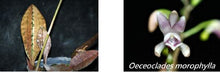 Load image into Gallery viewer, Flask - Oeceoclades monophylla  - Species
