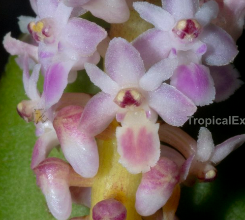 Flask - Smitinandia micrantha  - Species