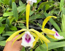 Load image into Gallery viewer, Flask - Cattleya Bc Korea Beauty JKLee x C tenebrosa auera
