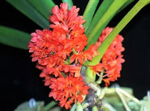 Load image into Gallery viewer, Flask - Vanda ampullacea aurantiaca  - Species
