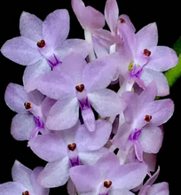 Load image into Gallery viewer, Flask - Vanda Holcoglossum sublifolium x Vanda christensoniana
