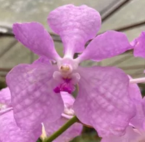 Load image into Gallery viewer, Flask - Vanda coerulescens &#39;Pink&#39; x Rhynchostylis gigantea &#39;orange&#39;
