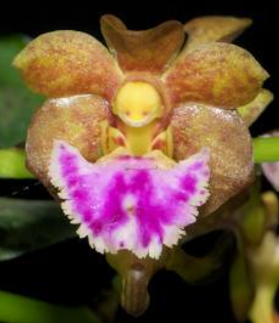 Orchid Seedling 50mm Pot size - Vanda flabellata species