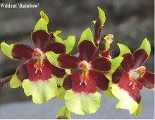 Load image into Gallery viewer, Orchid 50mm Pot Size - Oncidium Wildcat Rainbow
