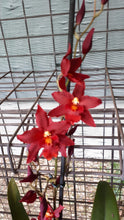 Load image into Gallery viewer, Flowering Size Plant - Oncidium Wilsonara Space Mine &#39;Red Rendezvous&#39;
