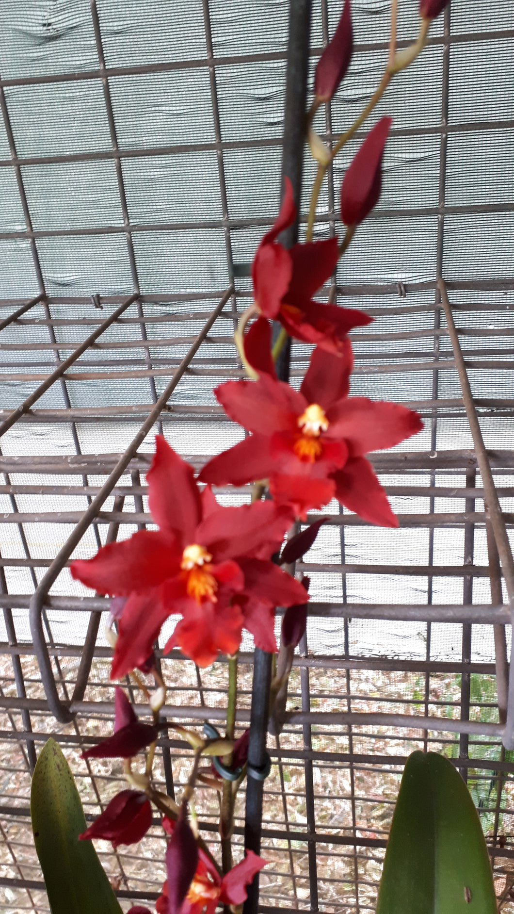 Flowering Size Plant - Oncidium Wilsonara Space Mine 'Red Rendezvous'