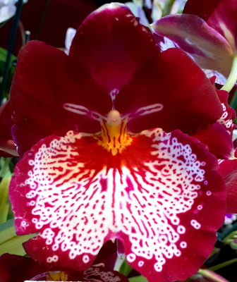 Orchid Seedling 50mm Pot Size - Miltoniopsis Breathless 'Good Woman'