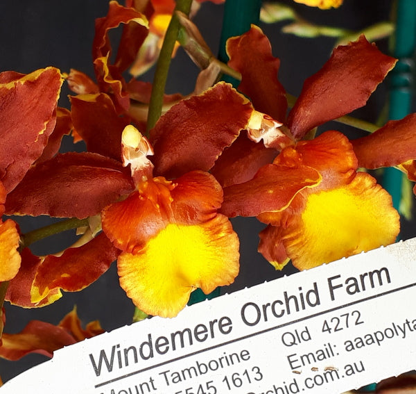 Flowering Size Plant - Oncidium Odontocidium Sunny Daze 'Hilo Bay'