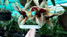 Load image into Gallery viewer, Orchid 100mm Pot size - Stanhopea graveolens x nigroviolacea - upside down orchid
