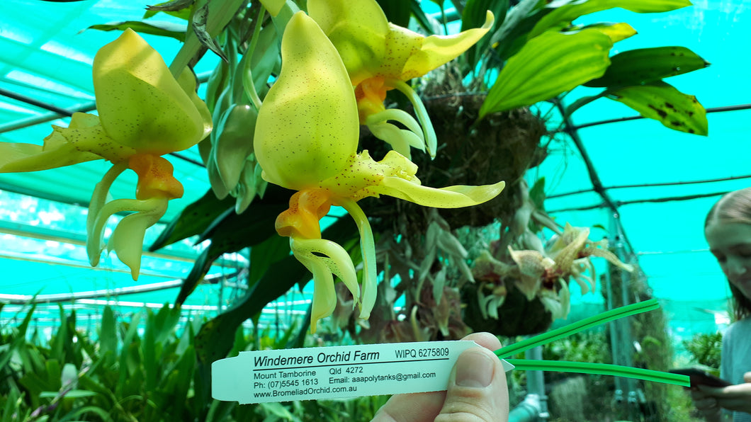 Orchid 100mm Pot size - Stanhopea graveolens x nigroviolacea - upside down orchid